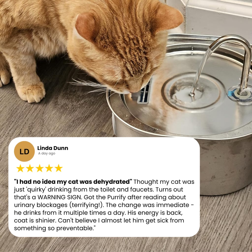 Keep your feline safe from dehydration and kidney complications with PuriCat