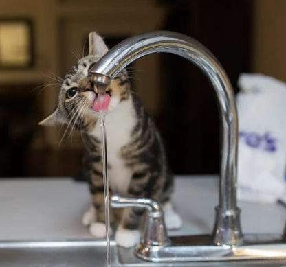 Keep your feline safe from dehydration and kidney complications with PuriCat